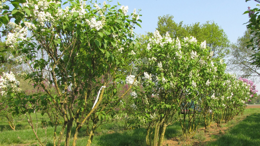 Syringa vulgaris 'Mme Lemoine' wielopniowy