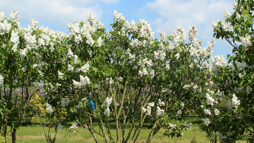Syringa vulgaris 'Mme Lemoine' wielopniowy parasolowaty