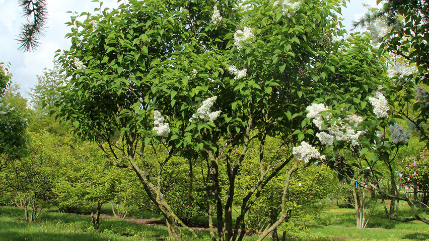 Syringa vulgaris 'Mme Lemoine' wielopniowy parasolowaty