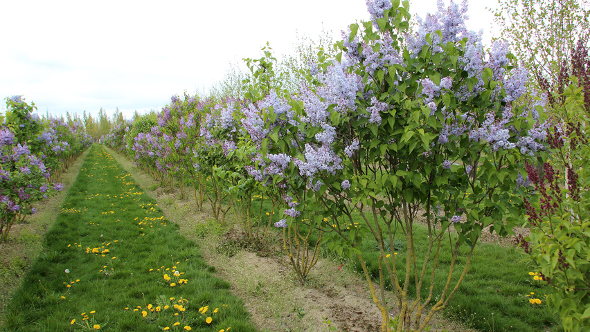 Syringa vulgaris meerstammig