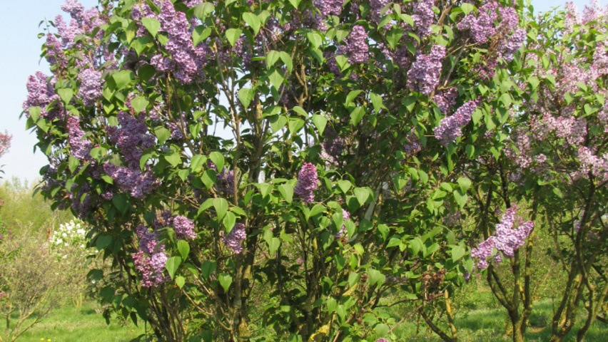 Syringa vulgaris meerstammig