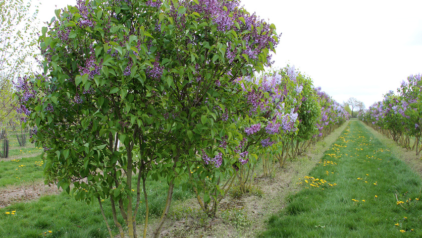 Syringa vulgaris meerstammig