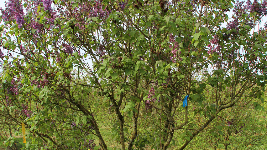 Syringa vulgaris meerstammig parasol