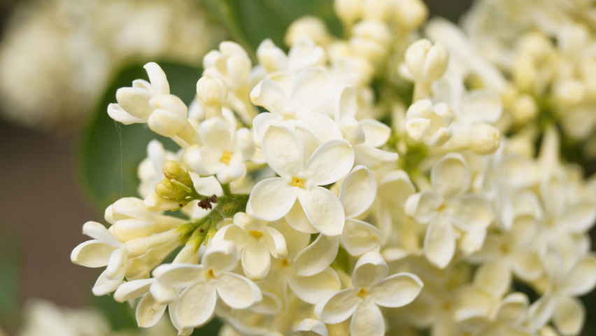 Syringa vulgaris 'Primrose' Blumen