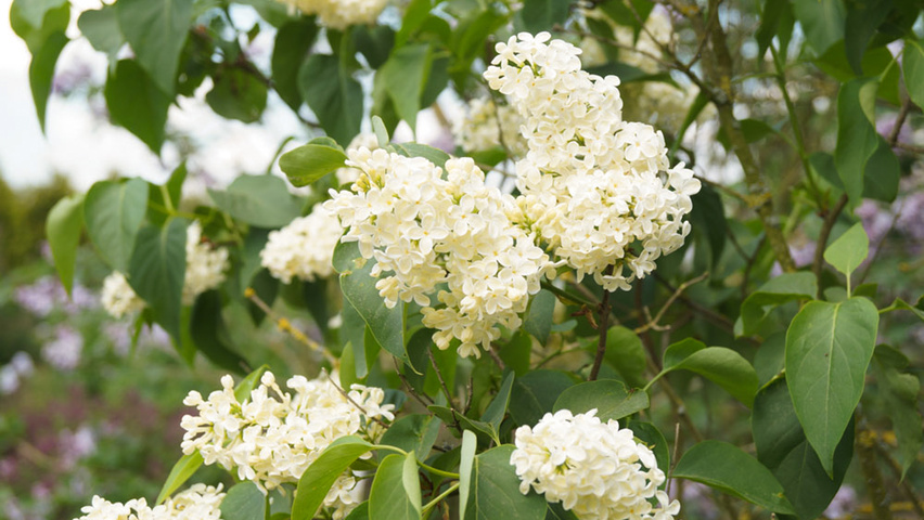 Syringa vulgaris 'Primrose' Blumen