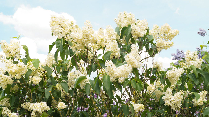 Syringa vulgaris 'Primrose' Blumen