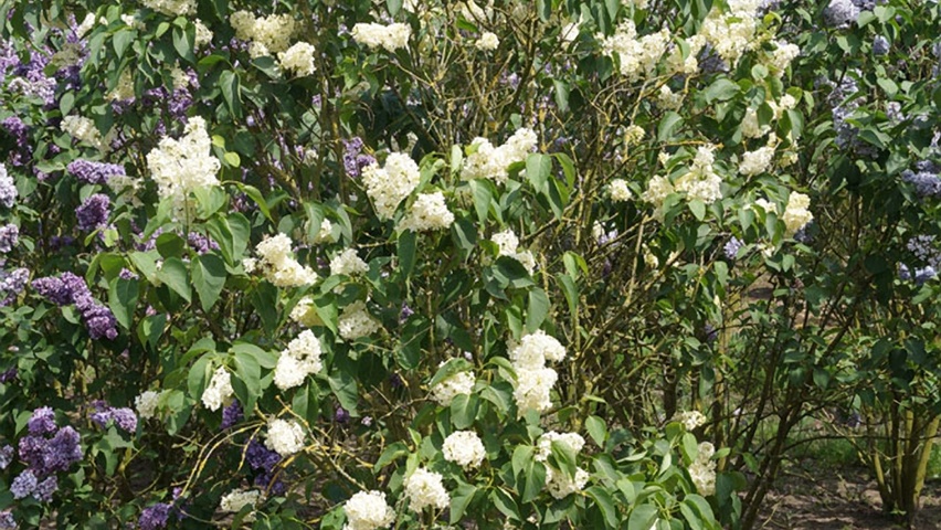 Syringa vulgaris 'Primrose' Solitärgehölze