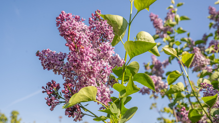 Syringa vulgaris 'Sensation' kwiaty