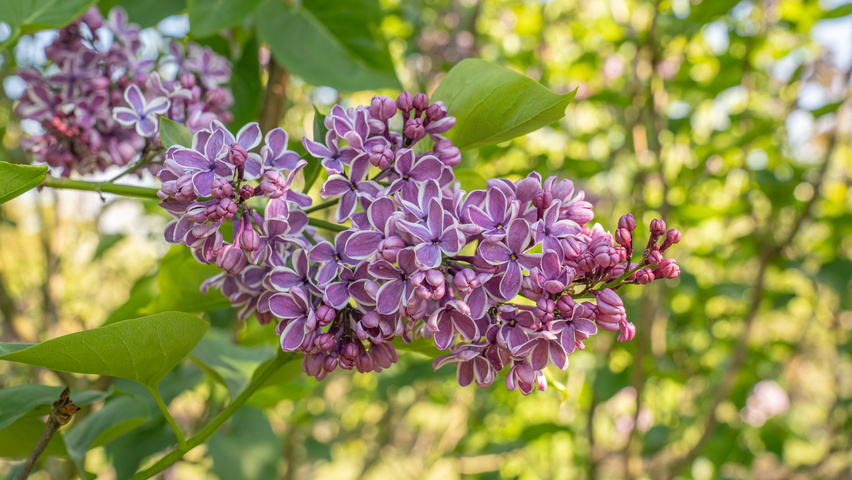 Syringa vulgaris 'Sensation' kwiaty