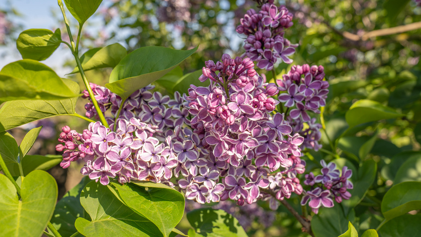 Syringa vulgaris 'Sensation' kwiaty