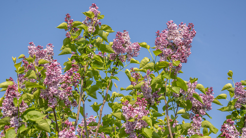Syringa vulgaris 'Sensation' kwiaty