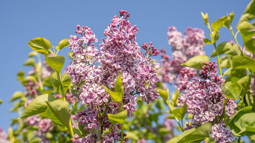 Syringa vulgaris 'Sensation' kwiaty