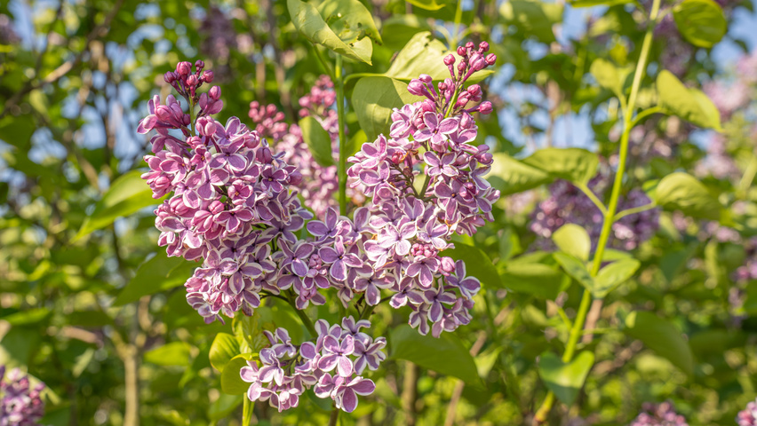 Syringa vulgaris 'Sensation' kwiaty