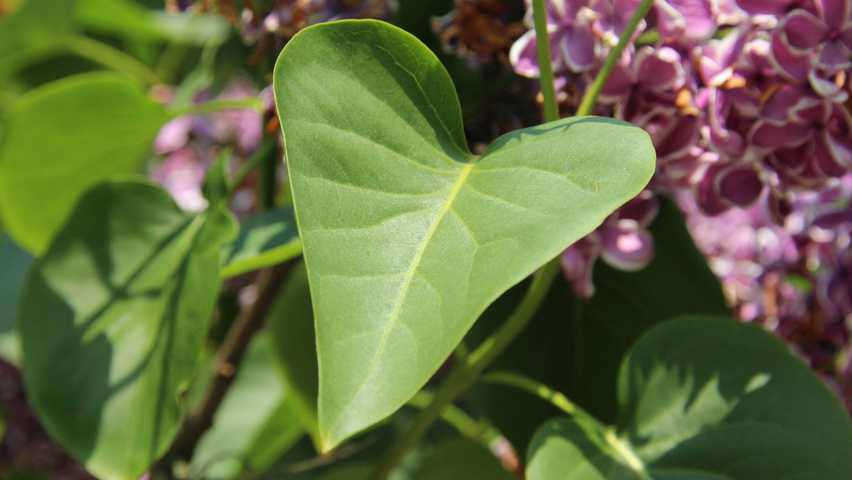 Syringa vulgaris 'Sensation' liście