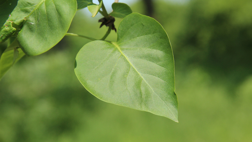 Syringa vulgaris 'Sensation' liście