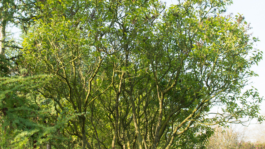 Syringa vulgaris 'Mme Lemoine' wielopniowy