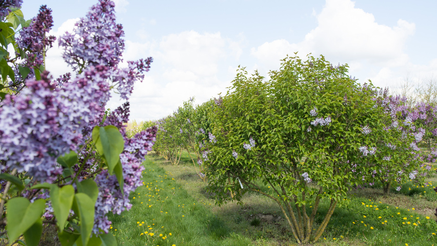 Syringa vulgaris meerstammig