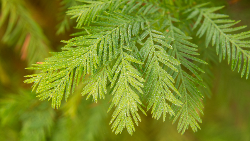Taxodium distichum Blatt