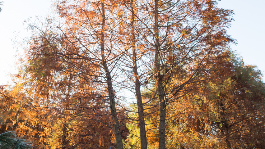 Taxodium distichum mehrstämmige