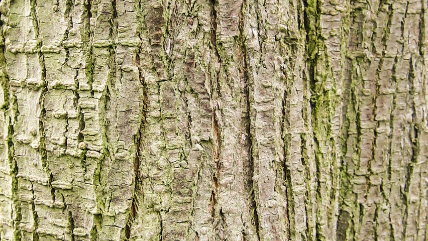 Tamarix ramosissima tronc