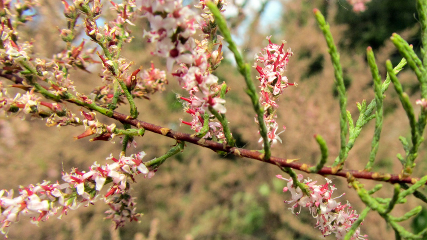 Tamarix ramosissima fleurs