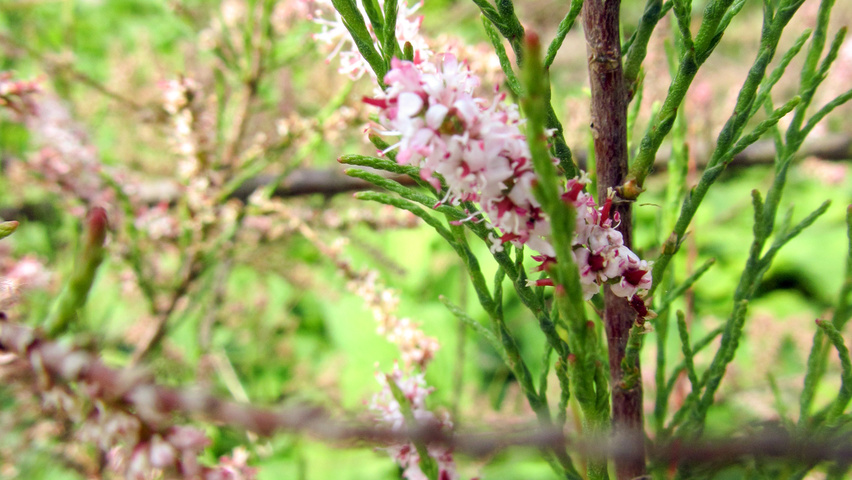 Tamarix ramosissima fleurs