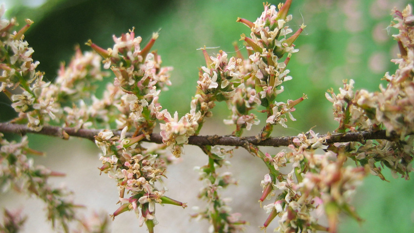 Tamarix ramosissima fleurs
