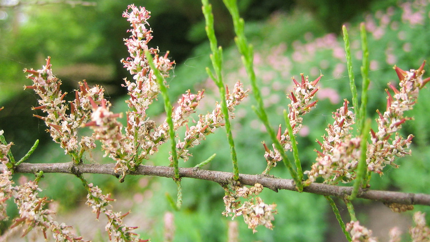 Tamarix ramosissima fleurs