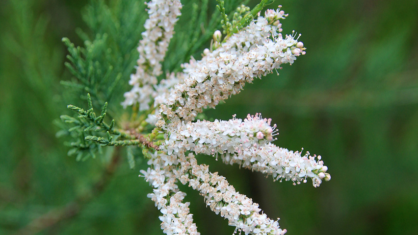 Tamarix ramosissima 'Pink Cascade' flowers