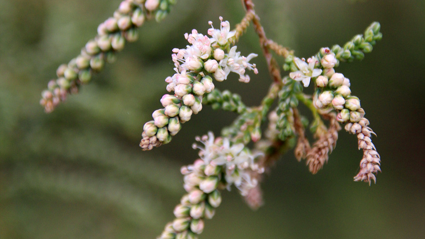 Tamarix ramosissima 'Pink Cascade' flowers