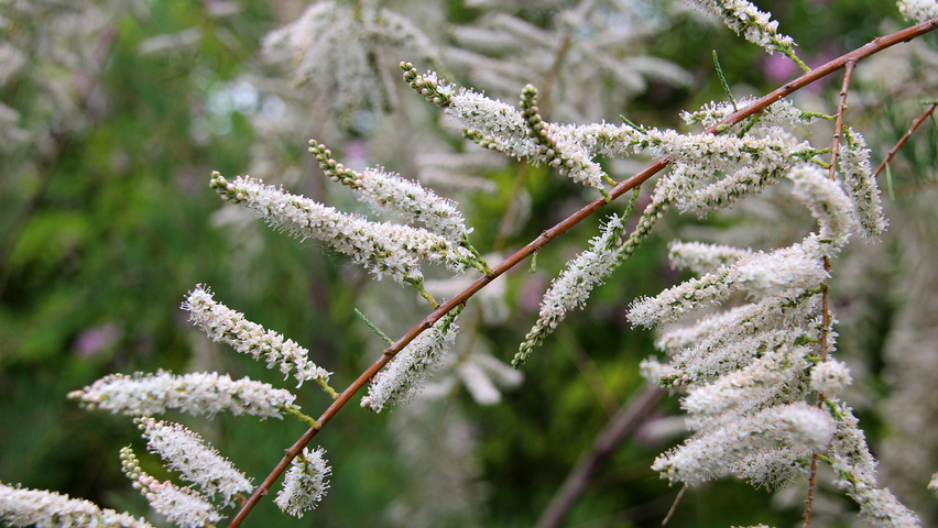 Tamarix ramosissima 'Pink Cascade' flowers