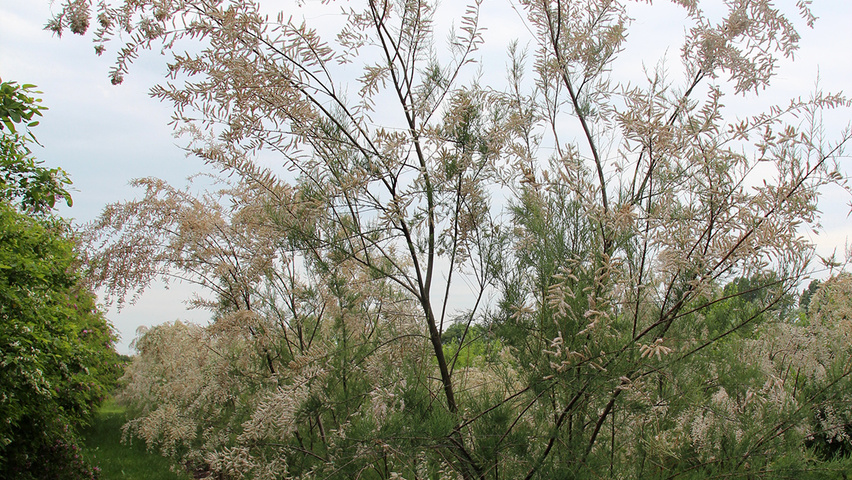 Tamarix ramosissima 'Pink Cascade' multi-stem umbrella