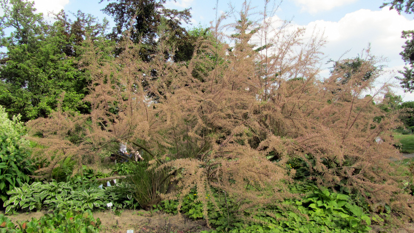 Tamarix ramosissima arbustes solitaires