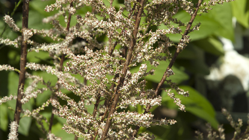 Tamarix tetrandra flowers