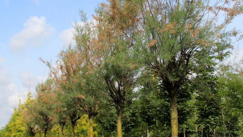 Tamarix tetrandra standard tree
