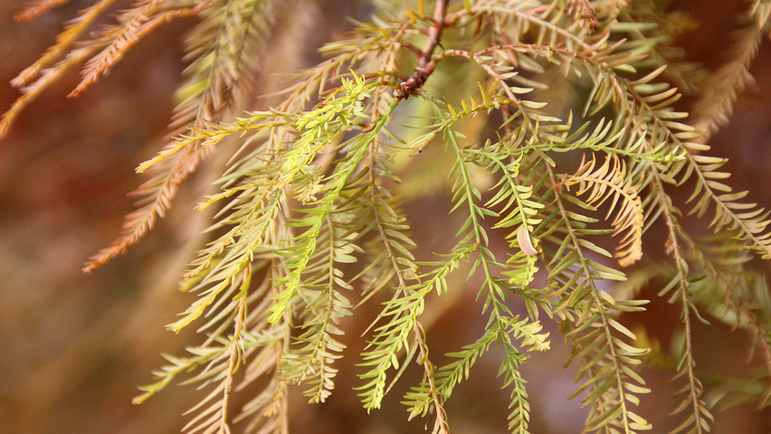 Taxodium distichum Herbstblatt
