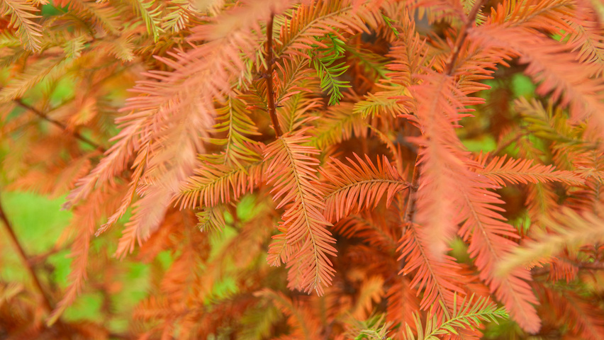 Taxodium distichum Herbstblatt