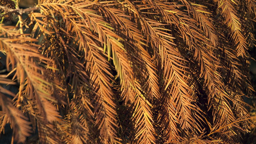 Taxodium distichum Herbstblatt