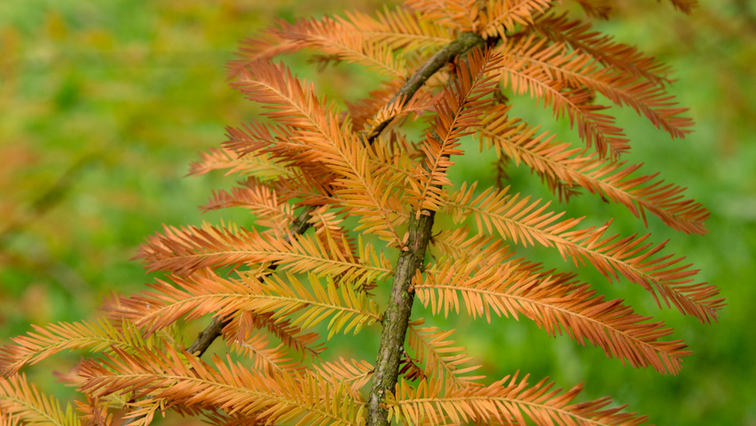 Taxodium distichum Herbstblatt