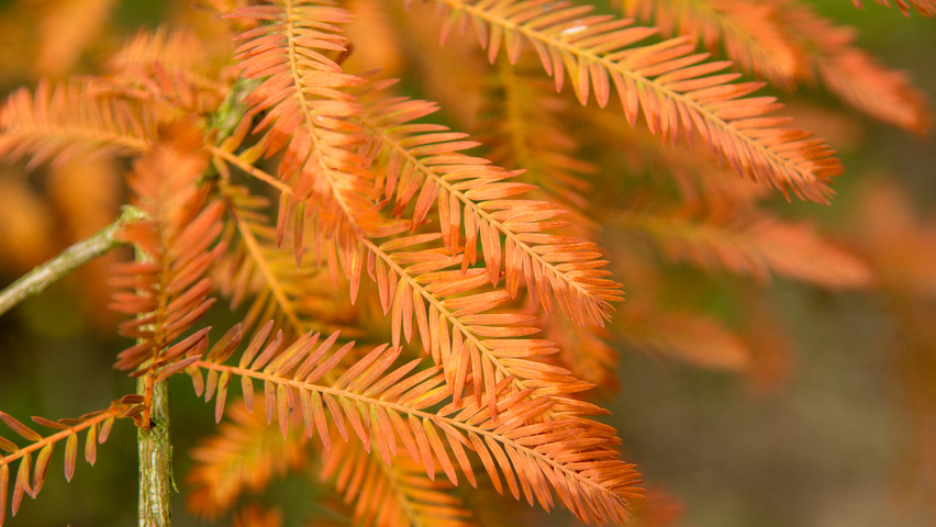 Taxodium distichum Herbstblatt