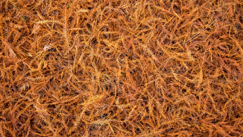 Taxodium distichum Herbstblatt