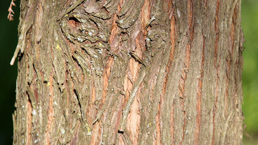 Taxodium distichum Rinden