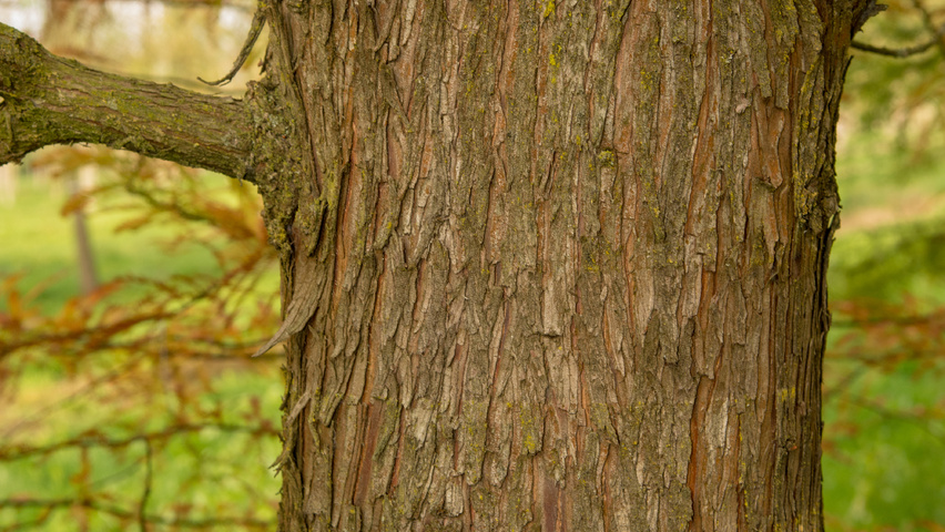 Taxodium distichum Rinden