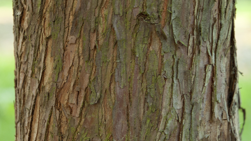 Taxodium distichum Rinden