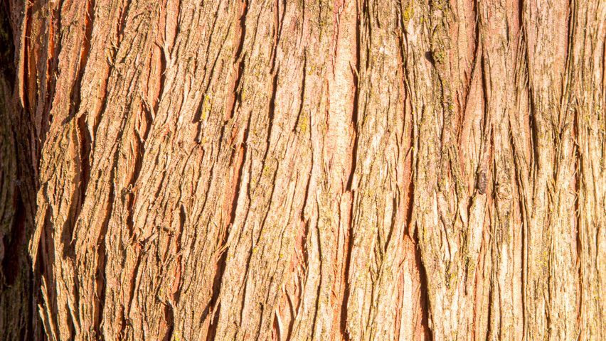 Taxodium distichum Rinden