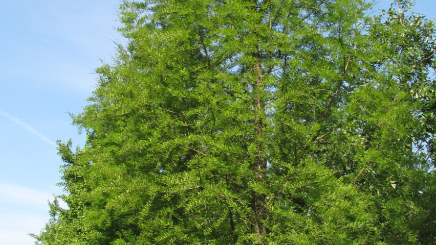 Taxodium distichum Stammbüsche