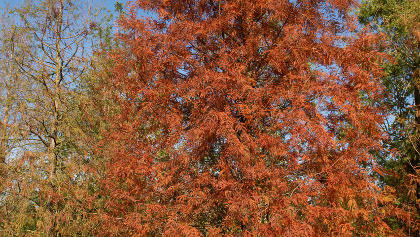 Taxodium distichum Stammbüsche