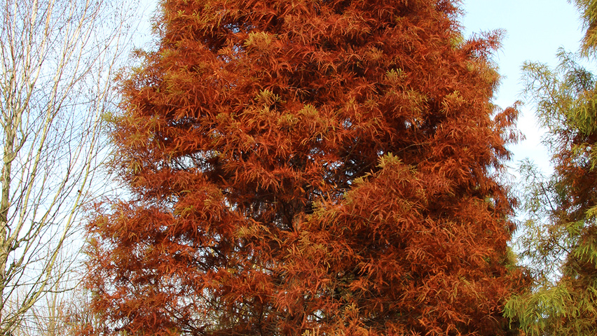 Taxodium distichum Stammbüsche