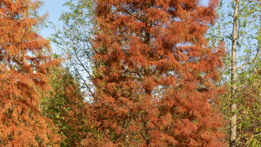 Taxodium distichum Stammbüsche