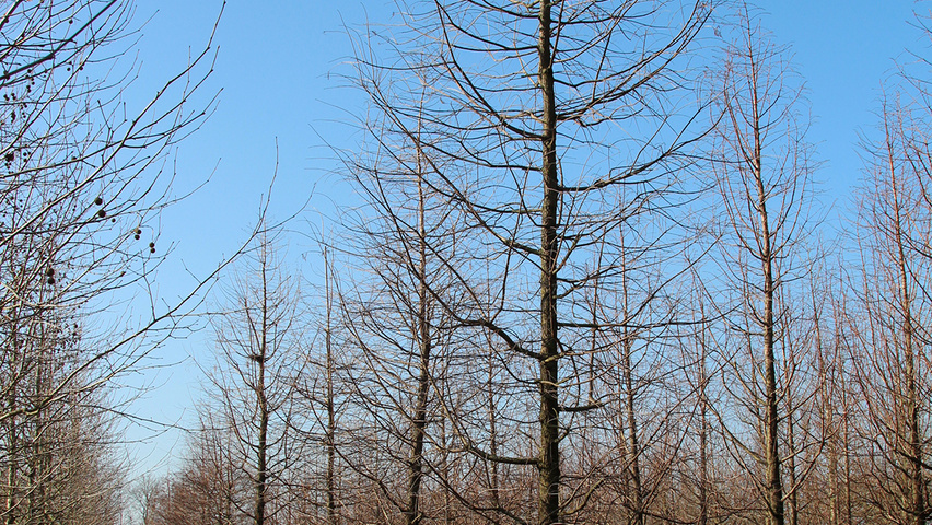 Taxodium distichum Stammbüsche